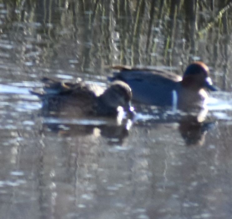 Green-winged Teal - ML621061157