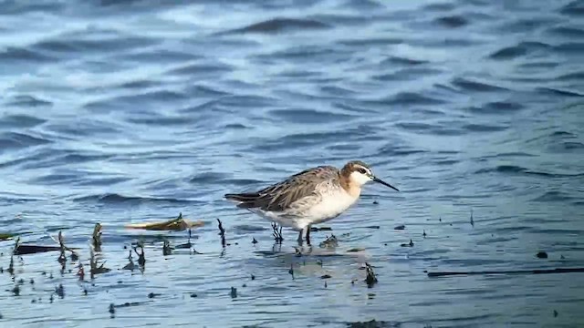 Phalarope de Wilson - ML621061173