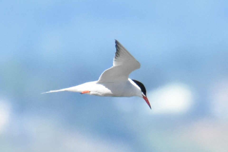 Common Tern - ML621061188