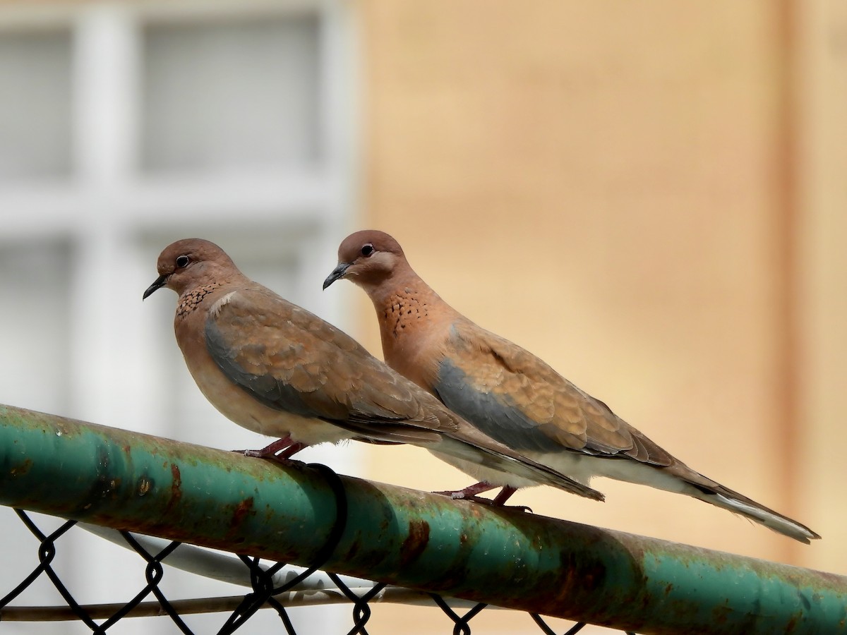 Laughing Dove - ML621061193