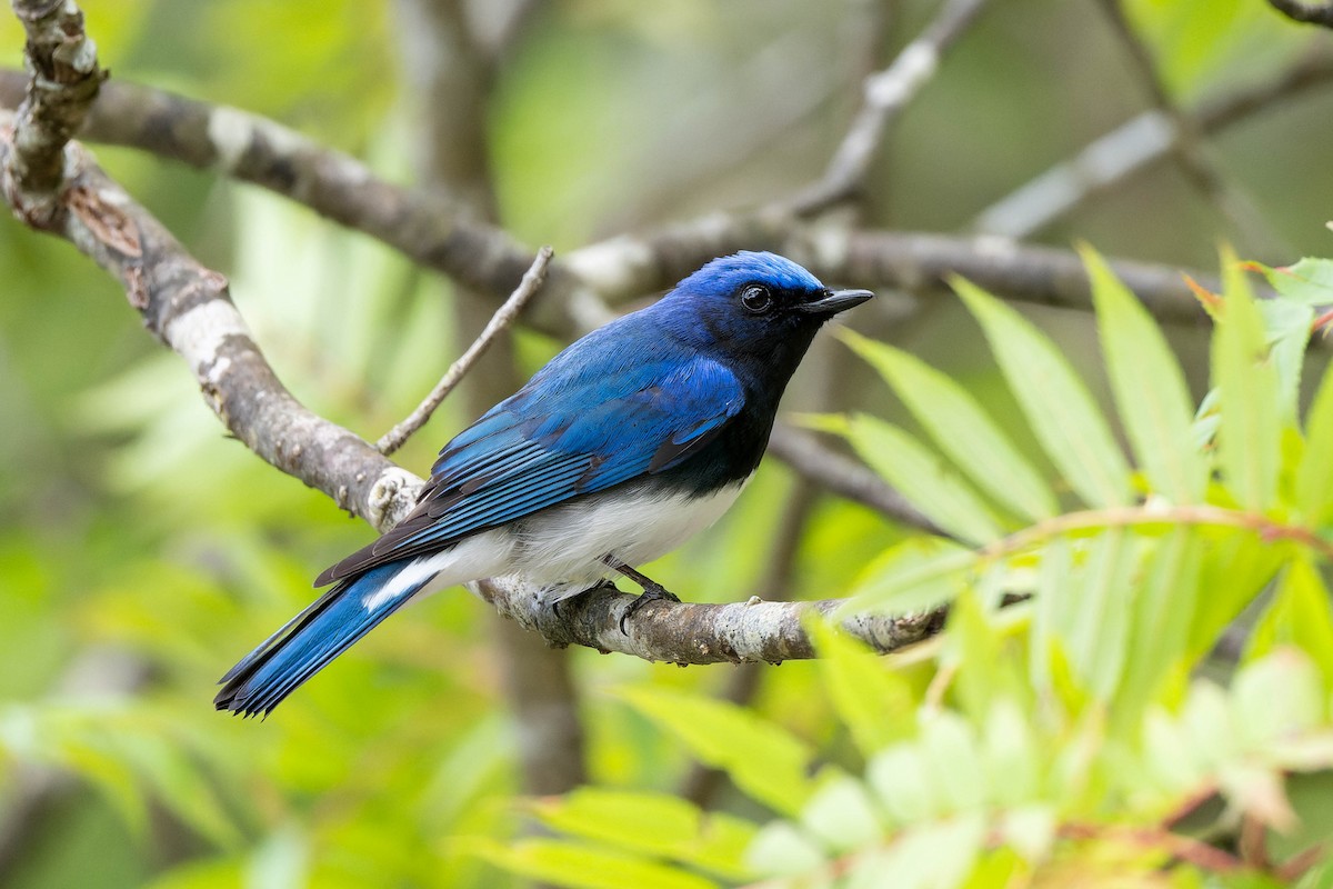 Blue-and-white Flycatcher - ML621061205