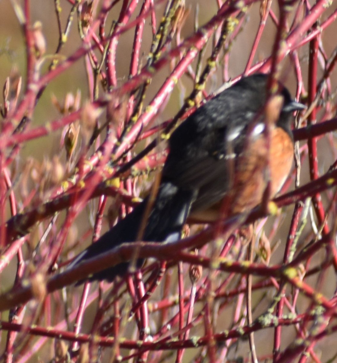 Spotted Towhee - ML621061223
