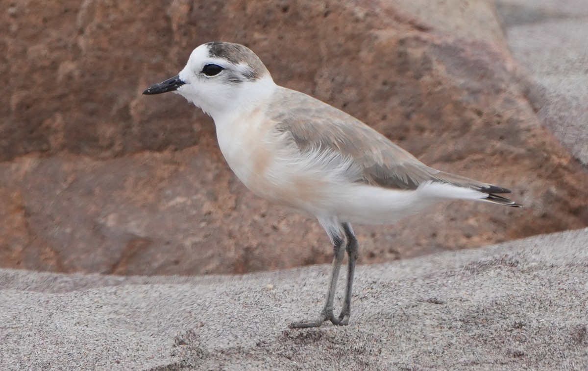 White-fronted Plover - ML621061231