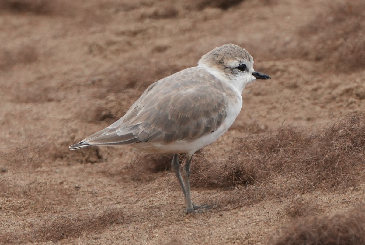 White-fronted Plover - ML621061232