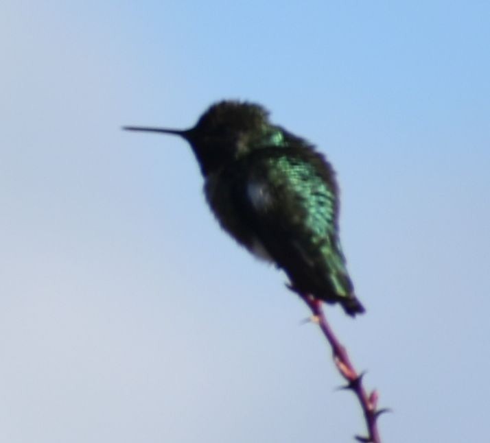Anna's Hummingbird - ML621061233