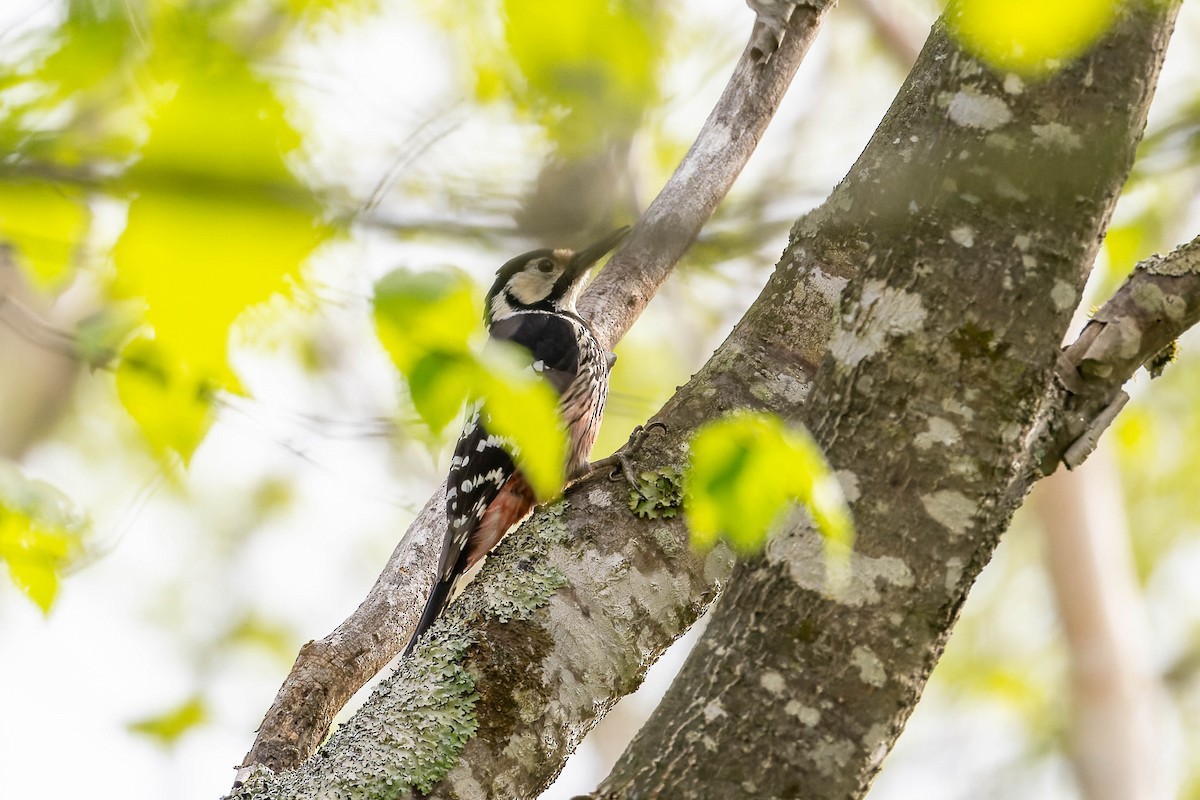 White-backed Woodpecker - ML621061236