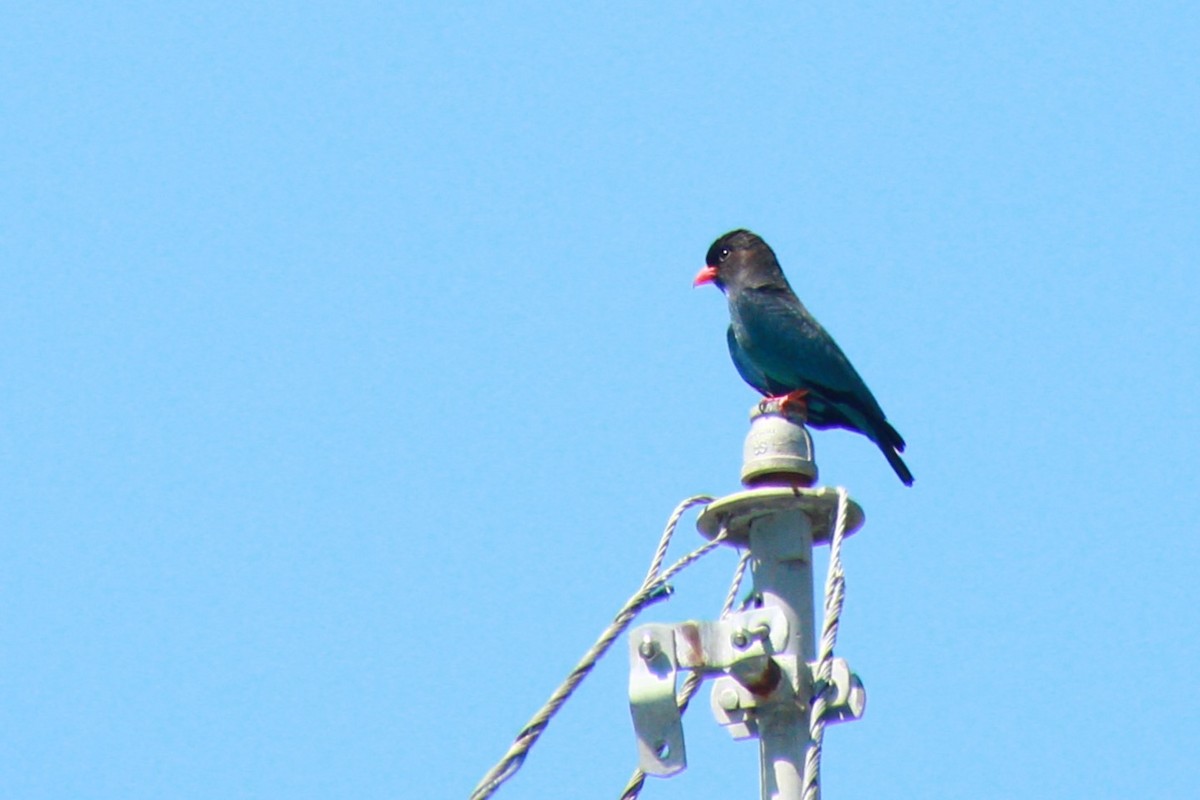 Dollarbird - ML621061237