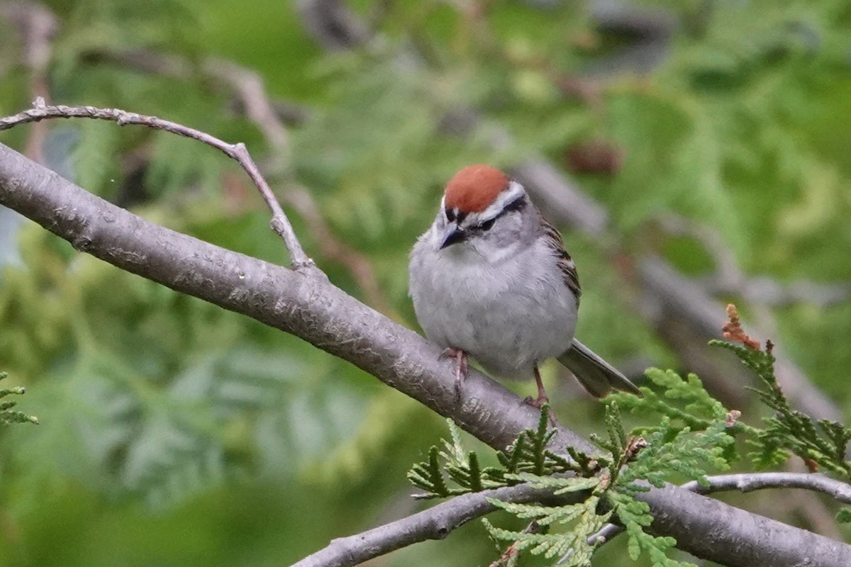 Chipping Sparrow - ML621061240