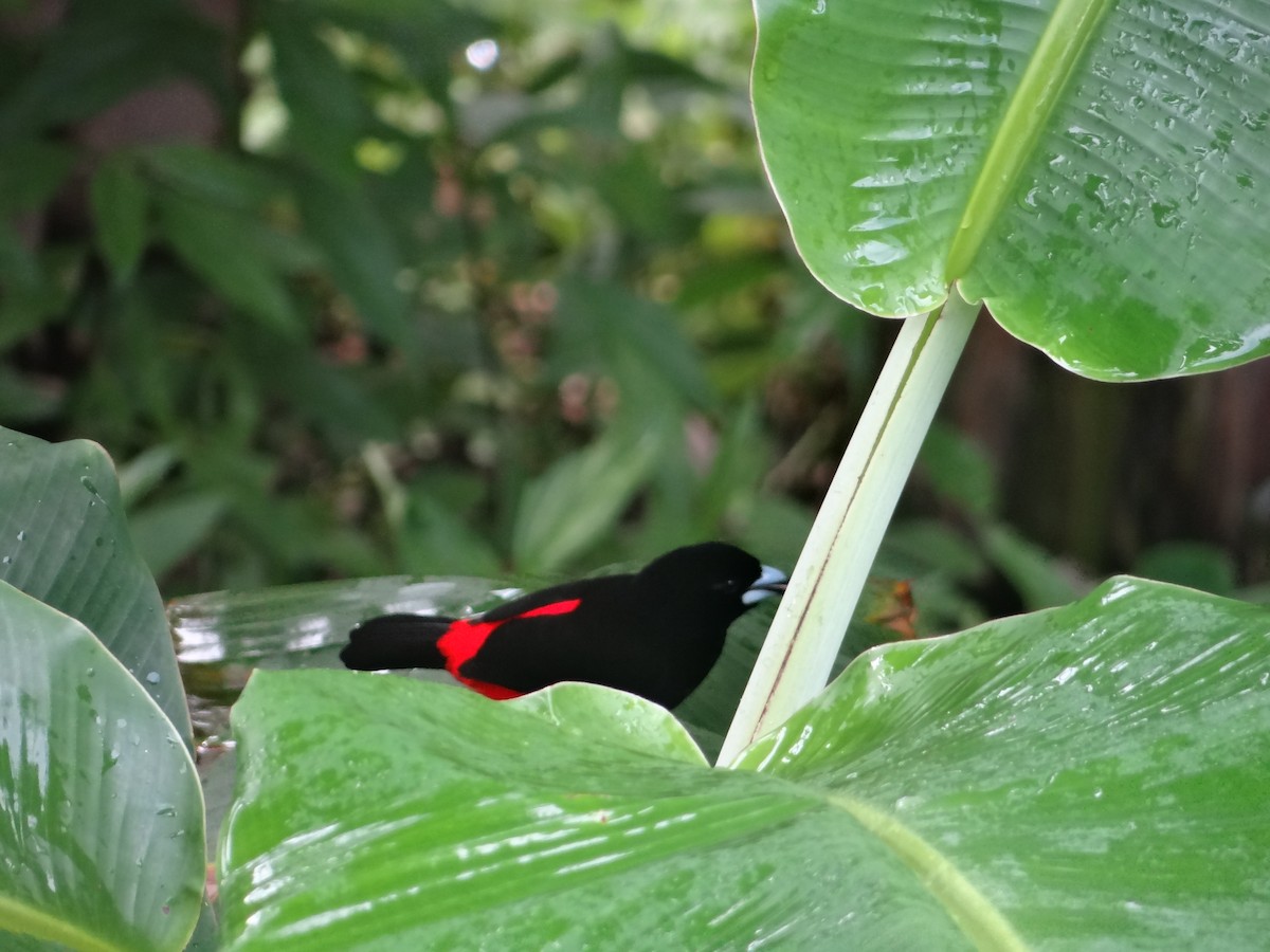 Scarlet-rumped Tanager (Cherrie's) - ML621061258