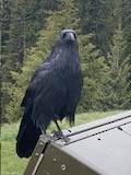 Common Raven - ML621061259