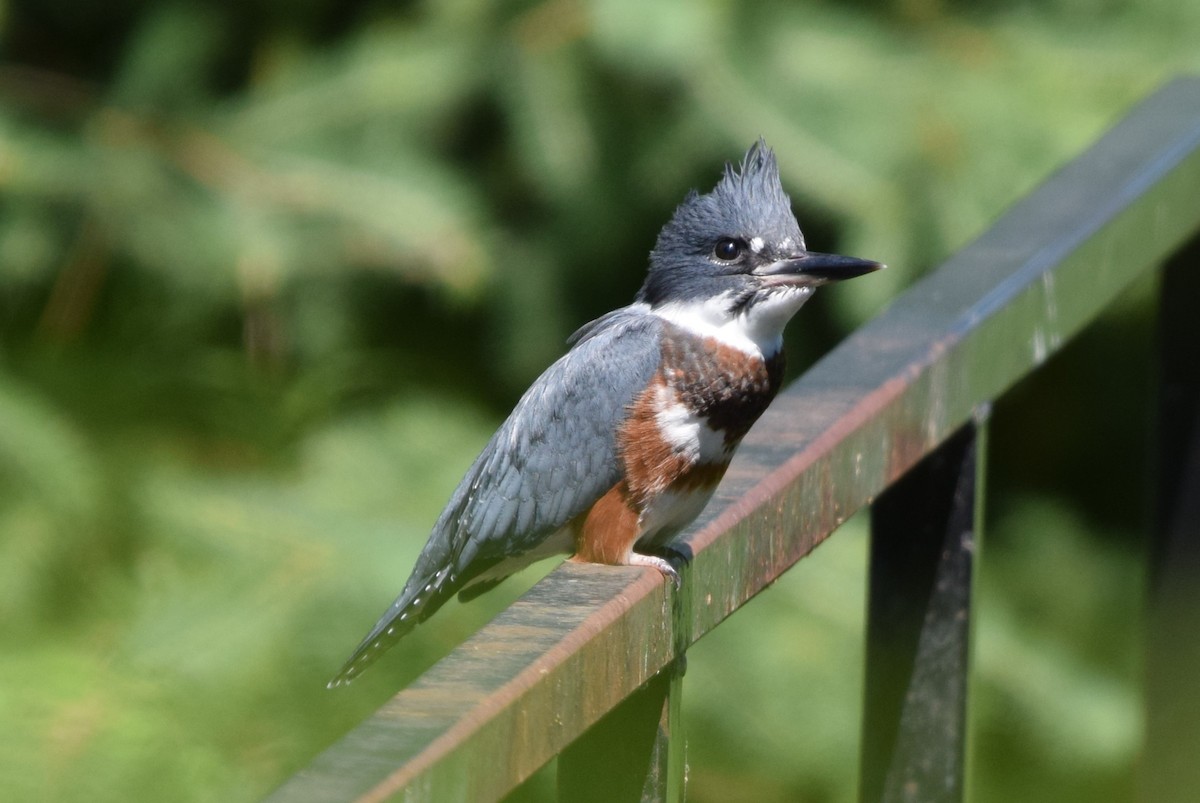 Belted Kingfisher - ML621061260