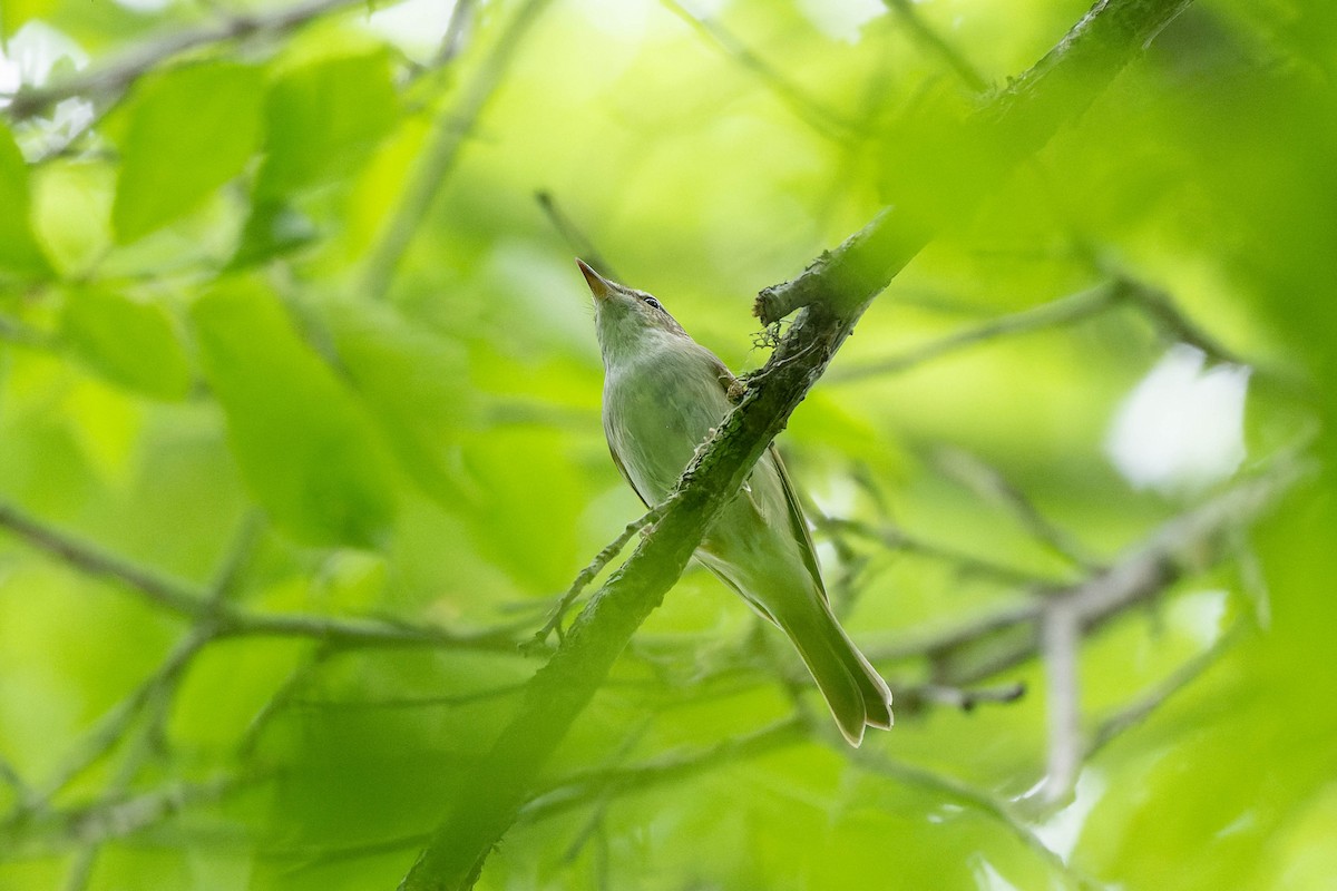 Sakhalin Leaf Warbler - ML621061262