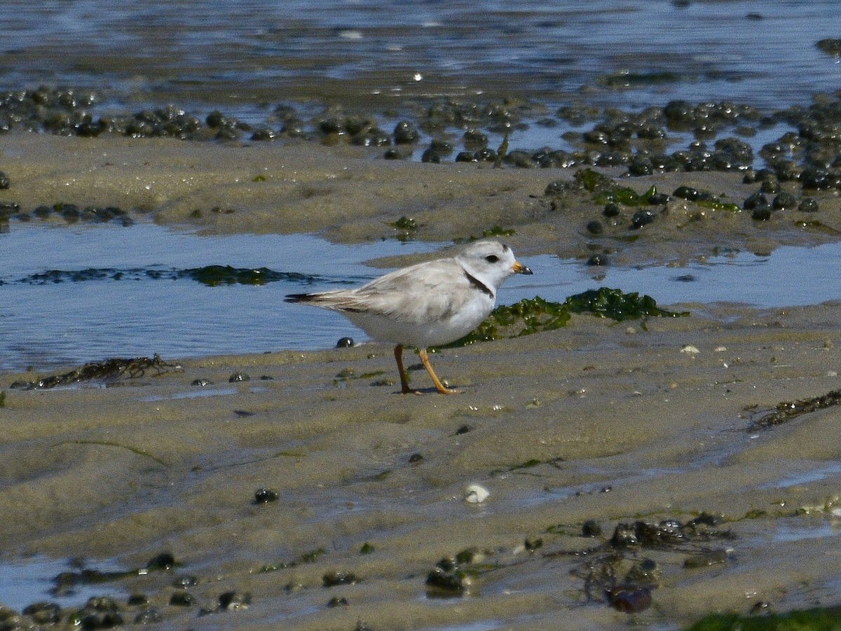 Piping Plover - ML621061304