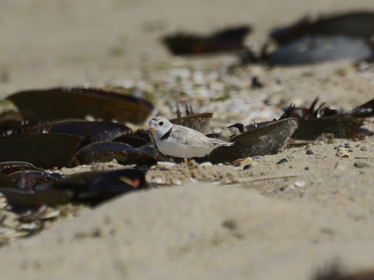 Piping Plover - ML621061306