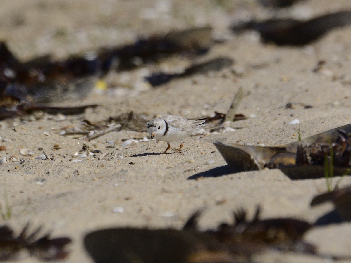 Piping Plover - ML621061307