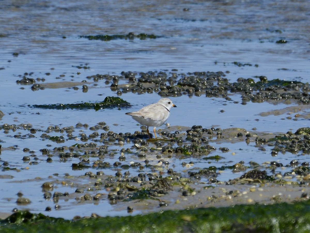 Piping Plover - ML621061308