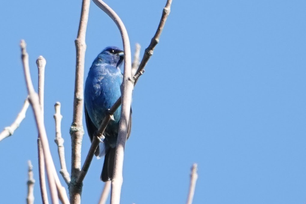 Indigo Bunting - ML621061322