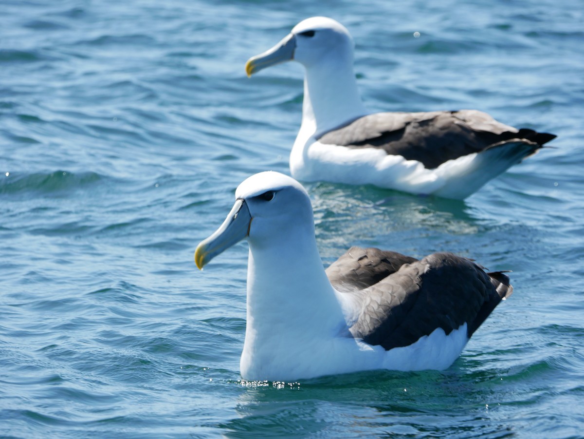 White-capped Albatross (steadi) - ML621061323