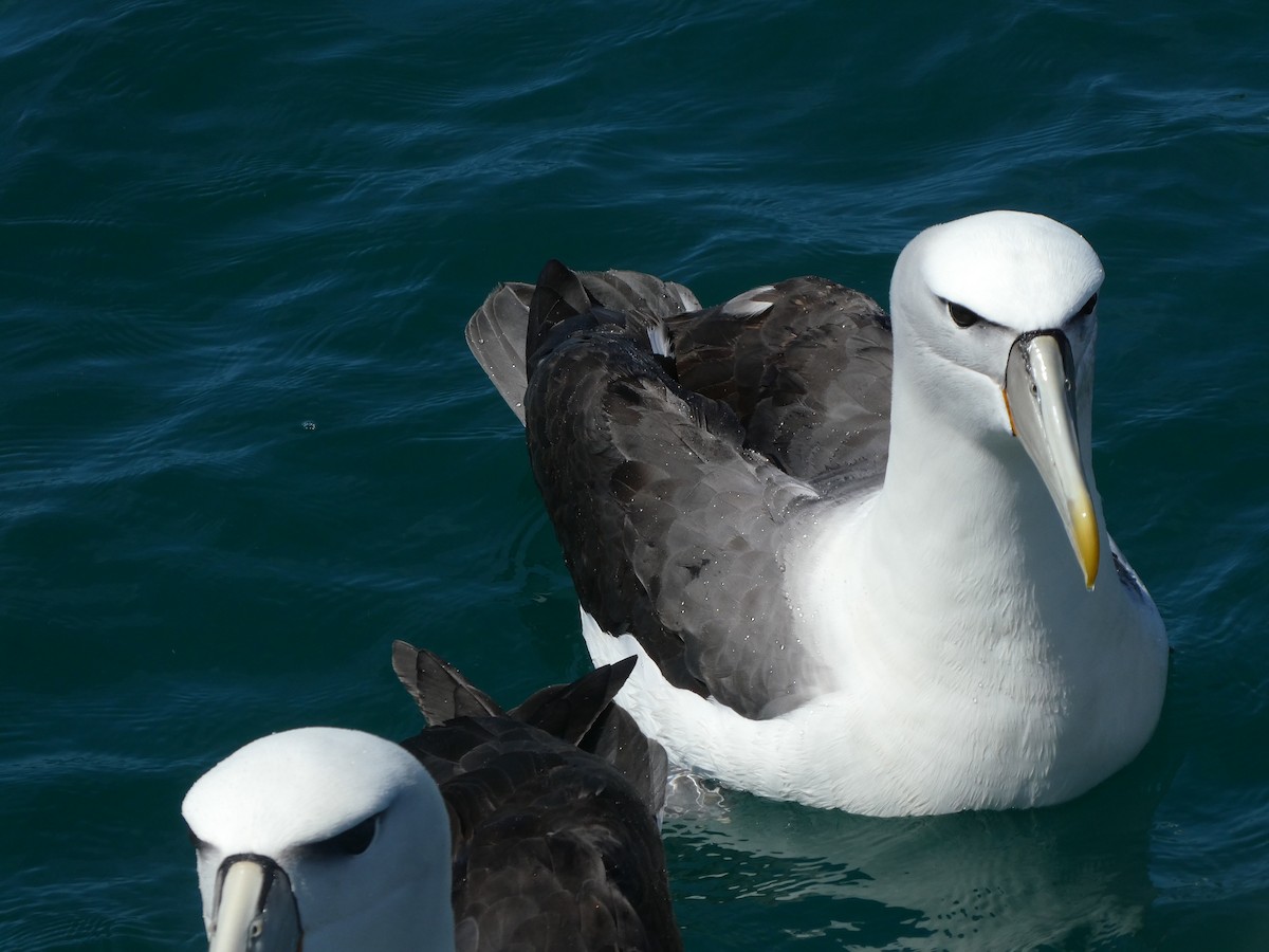 Белошапочный альбатрос (steadi) - ML621061325