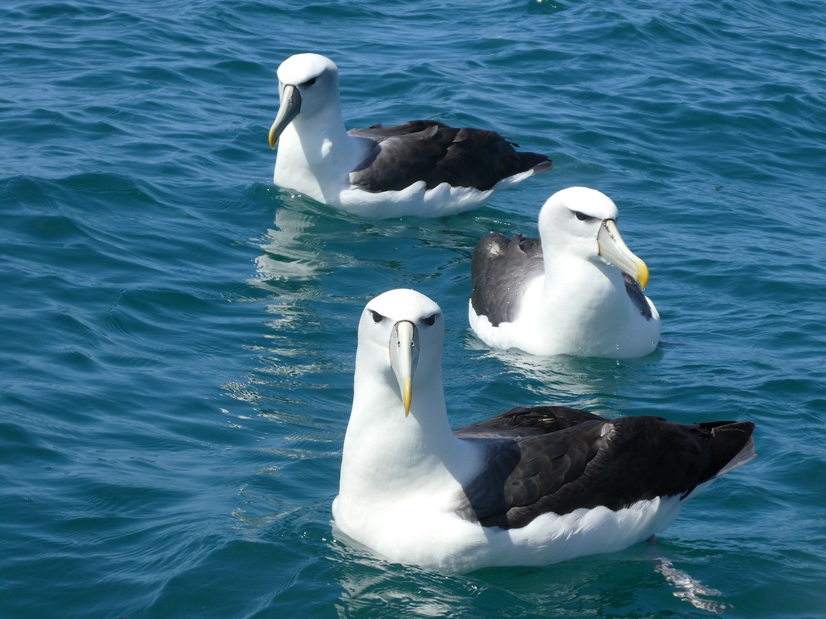 albatros šelfový (ssp. steadi) - ML621061328