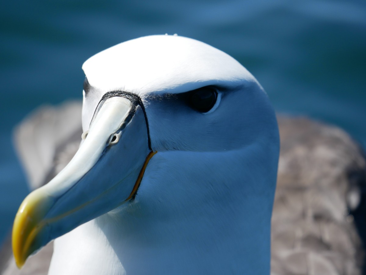 White-capped Albatross (steadi) - ML621061329