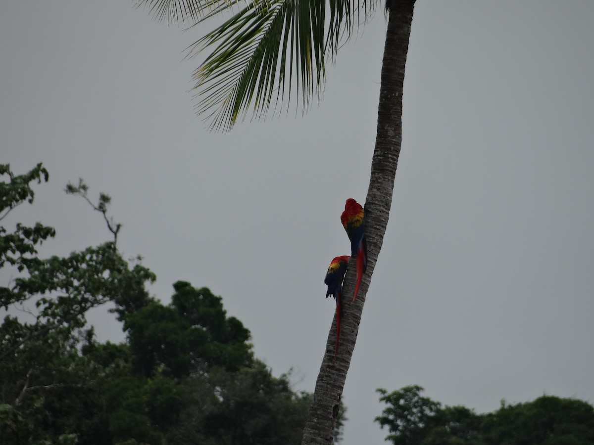 Scarlet Macaw - ML621061337