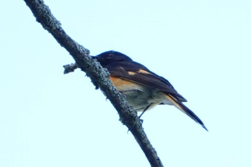 American Redstart - ML621061344