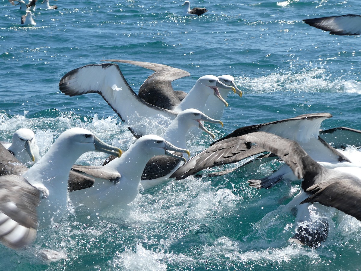 White-capped Albatross (steadi) - ML621061370