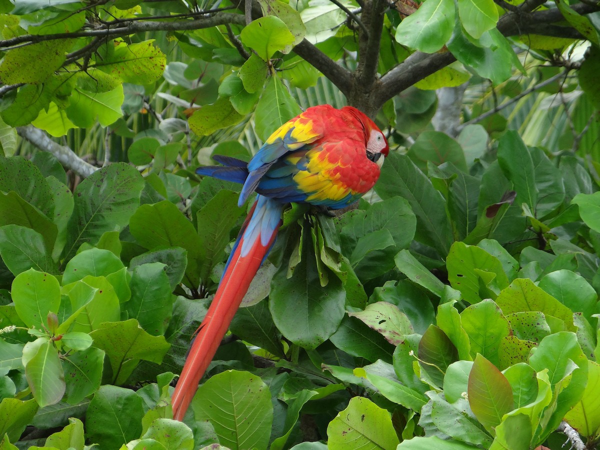 Scarlet Macaw - ML621061382