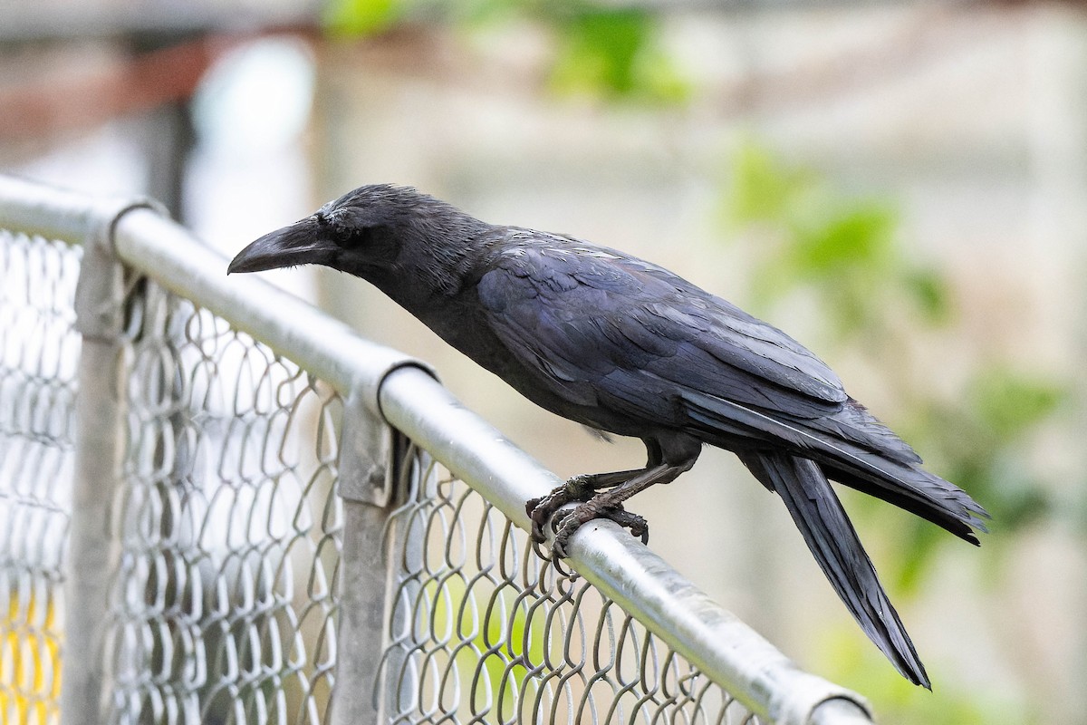 Large-billed Crow (Large-billed) - ML621061391