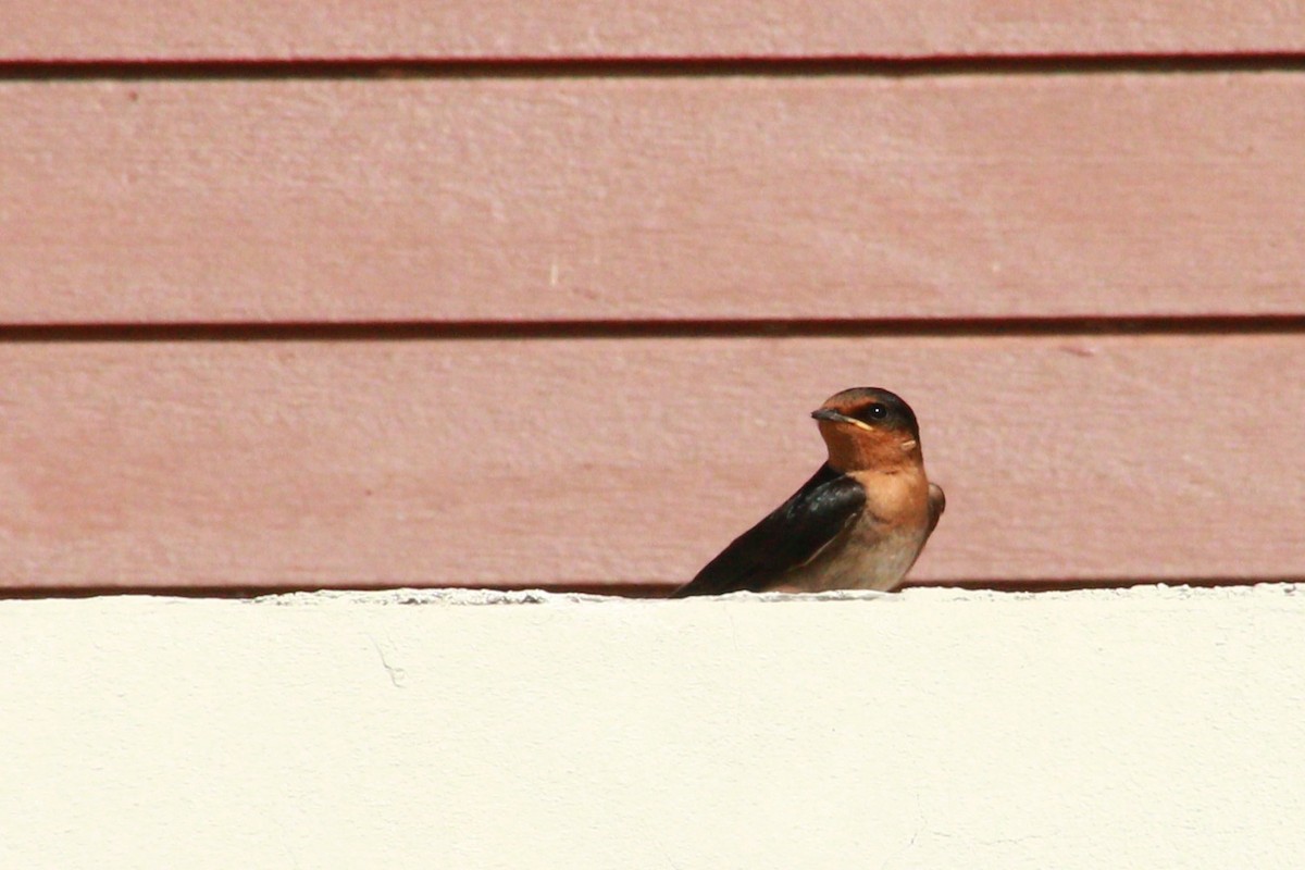 Pacific Swallow - ML621061392