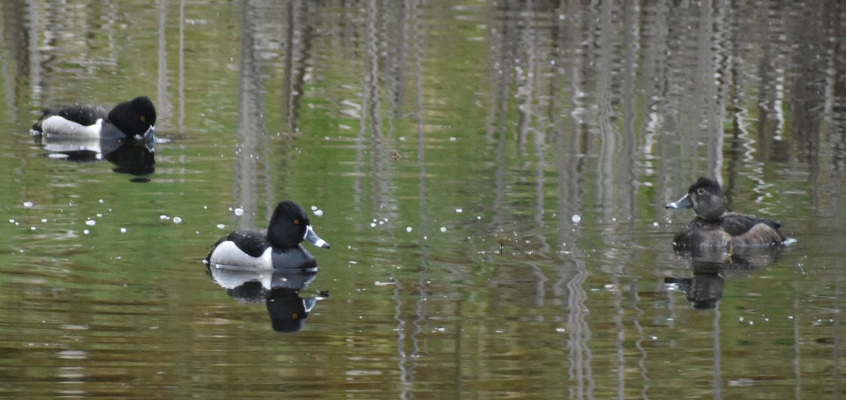 Ring-necked Duck - Sally Anderson
