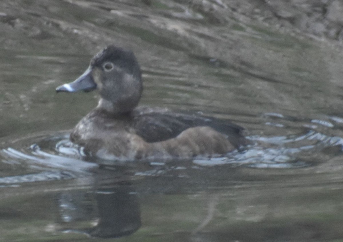 Ring-necked Duck - ML621061397