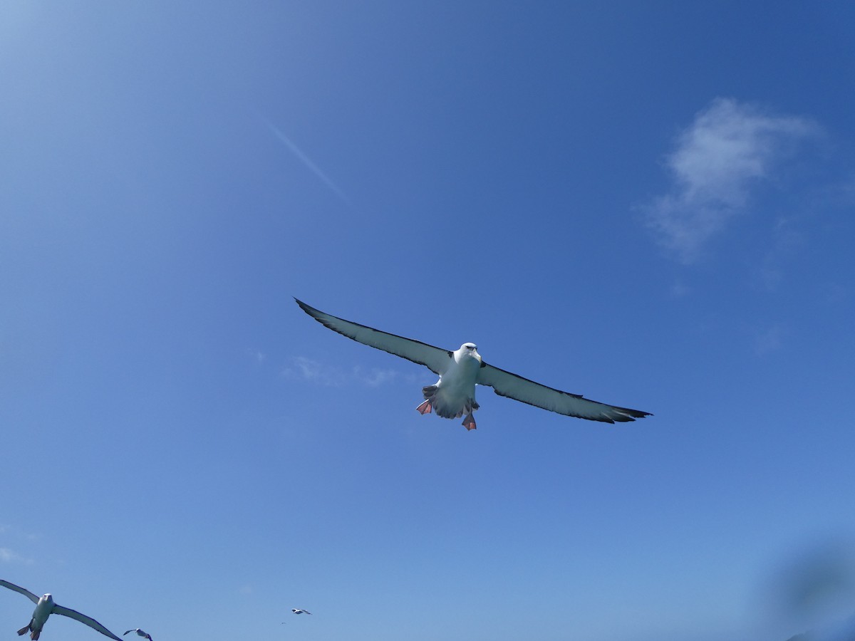 White-capped Albatross (steadi) - ML621061399