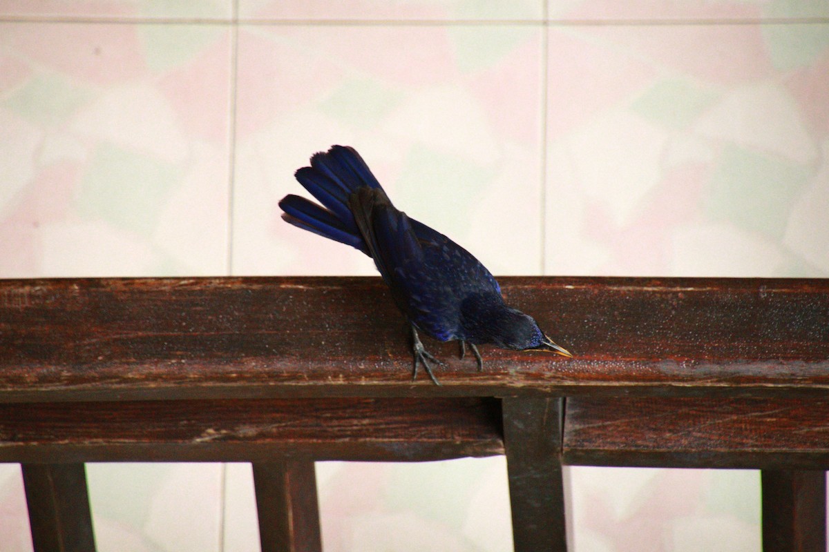 Синяя птица - ML621061405