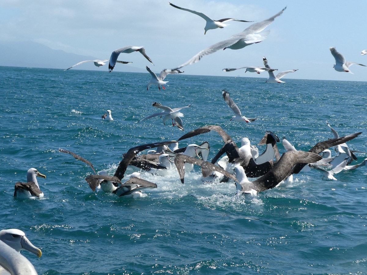 Albatros à cape blanche (steadi) - ML621061413