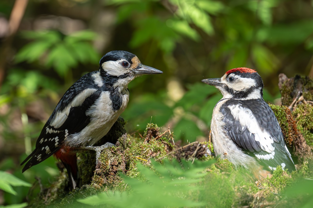 Great Spotted Woodpecker - Uriel Levy