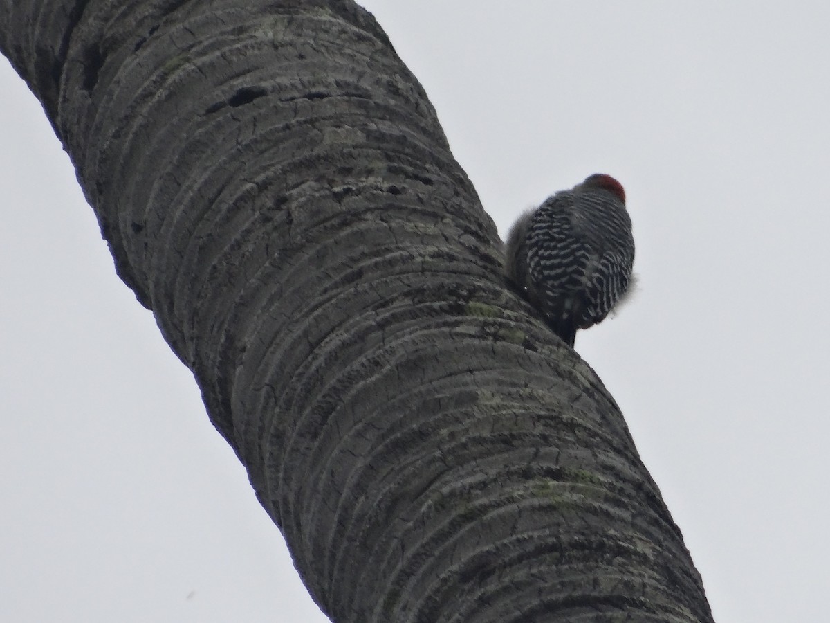 Red-crowned Woodpecker - ML621061428