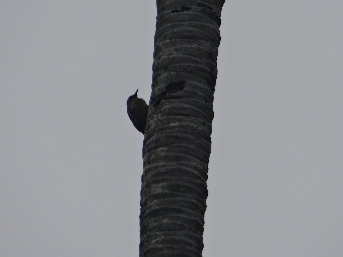 Red-crowned Woodpecker - ML621061429
