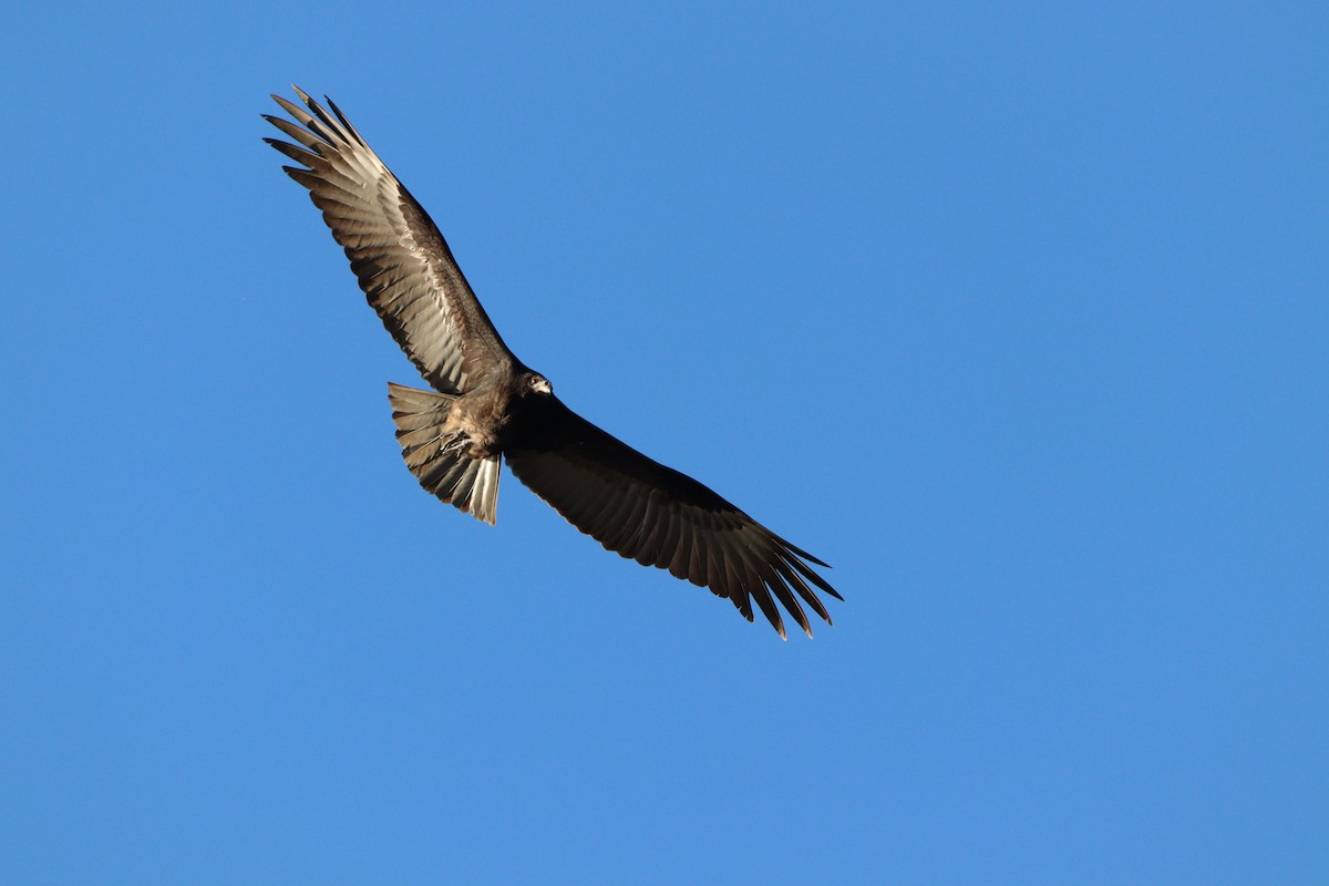 Lesser Yellow-headed Vulture - ML621061432