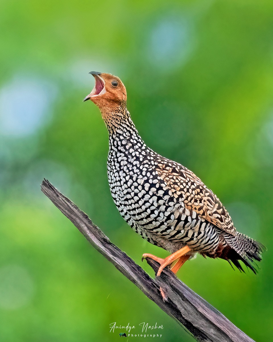 Painted Francolin - ML621061463