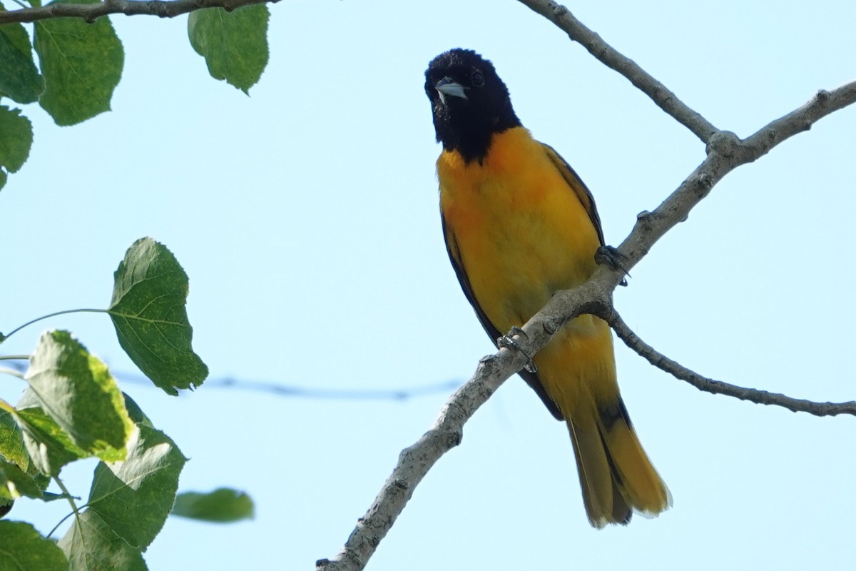 Baltimore Oriole - ML621061466