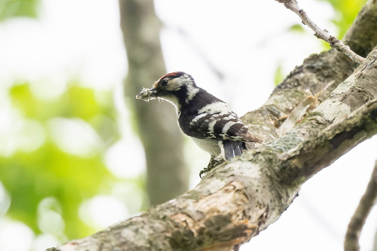 Lesser Spotted Woodpecker - ML621061482