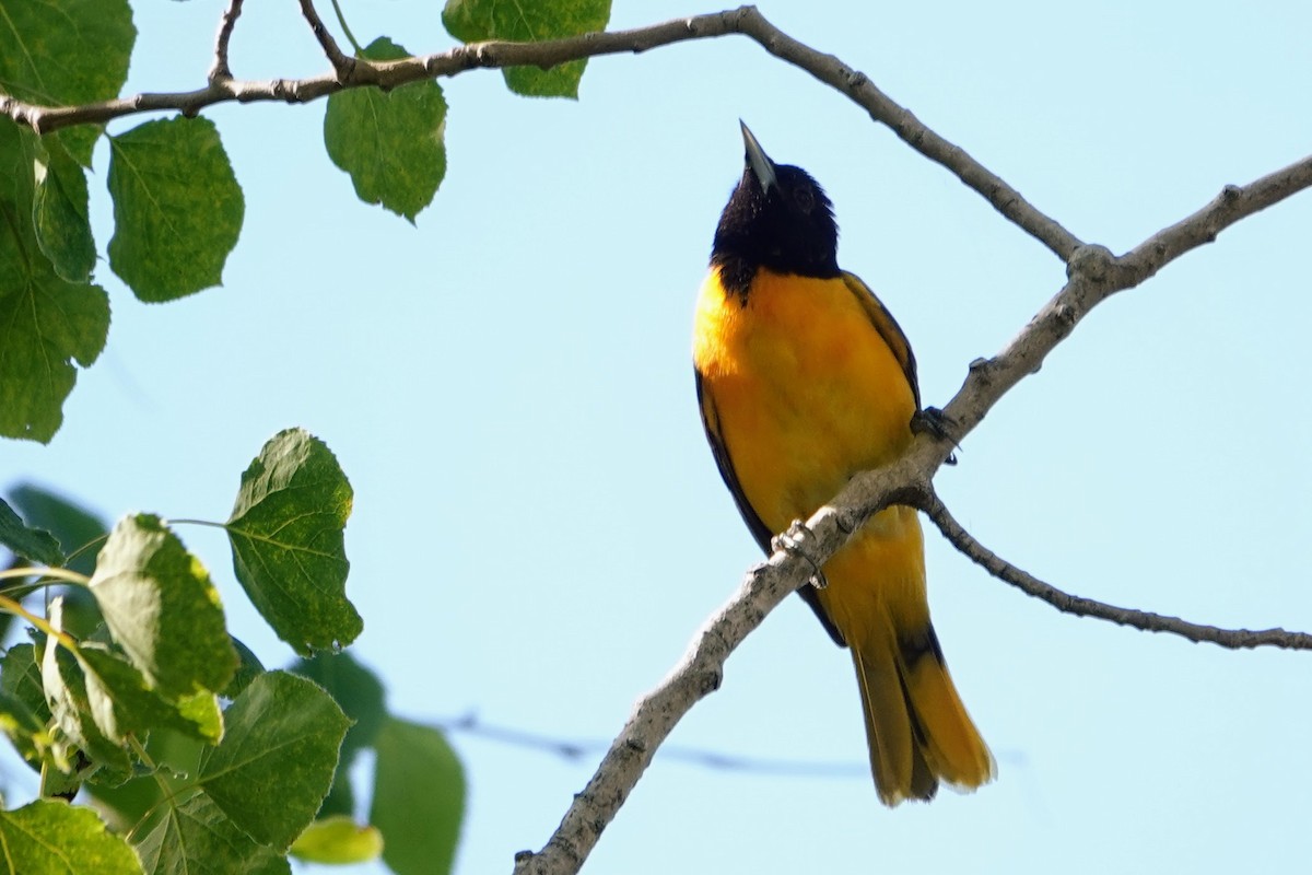 Baltimore Oriole - ML621061491