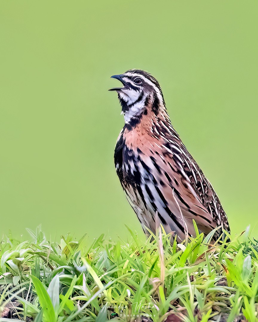 Rain Quail - ML621061507