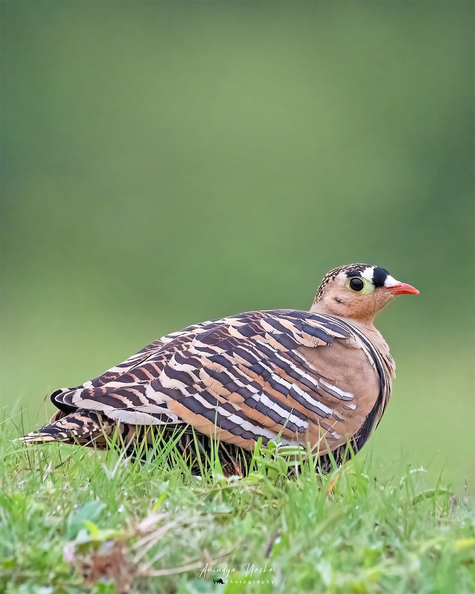 Painted Sandgrouse - ML621061534