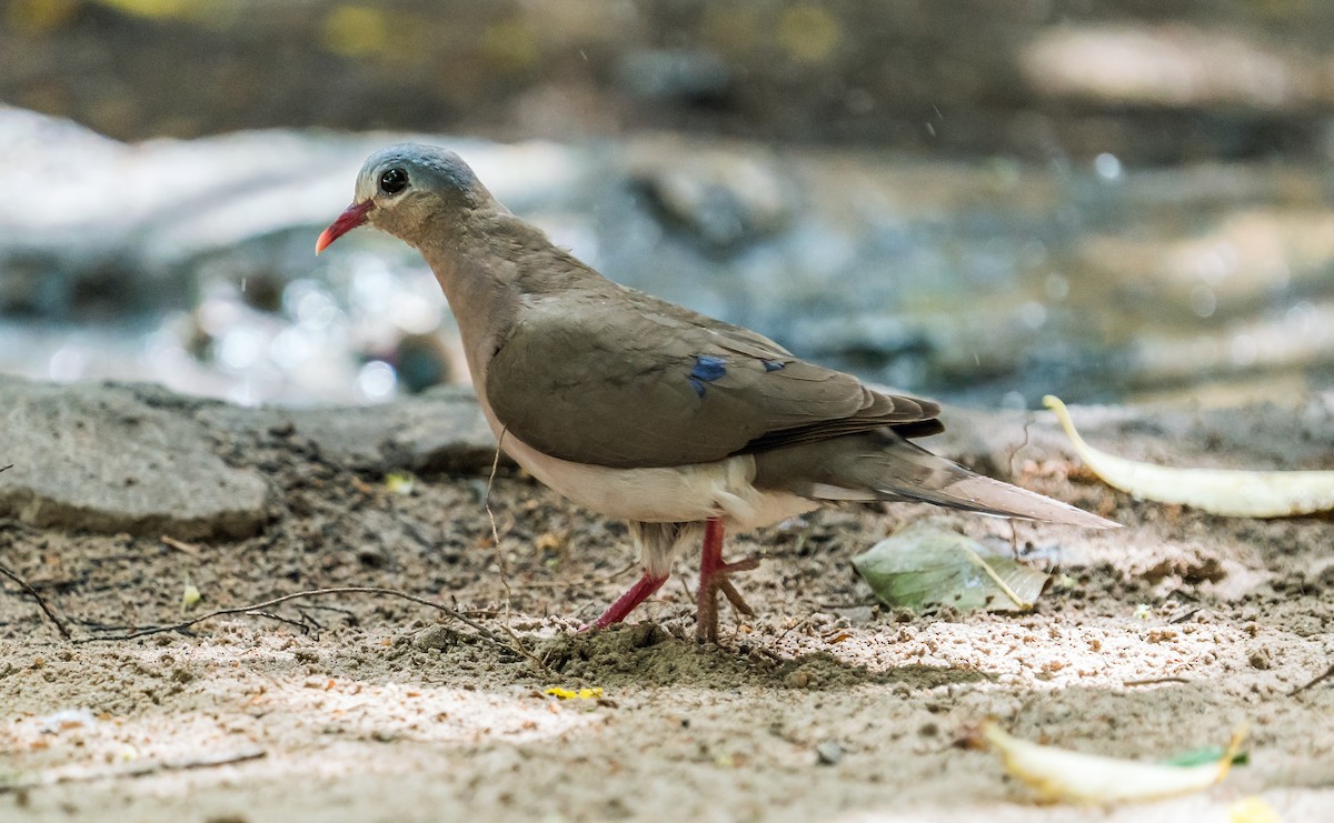 Blue-spotted Wood-Dove - ML621061547