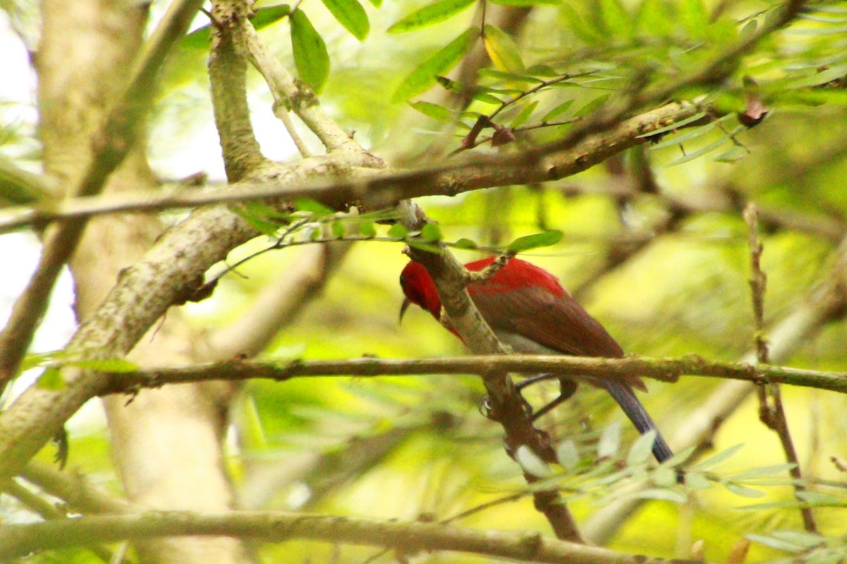 Crimson Sunbird - ML621061552