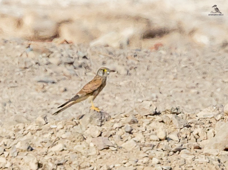 Eurasian Kestrel - Georgina Cole