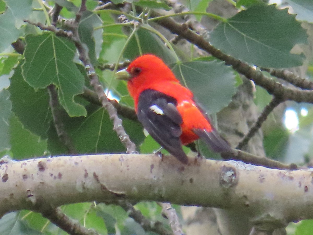 Scarlet Tanager - ML621061556